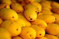 Pakistani mangos king of fruits